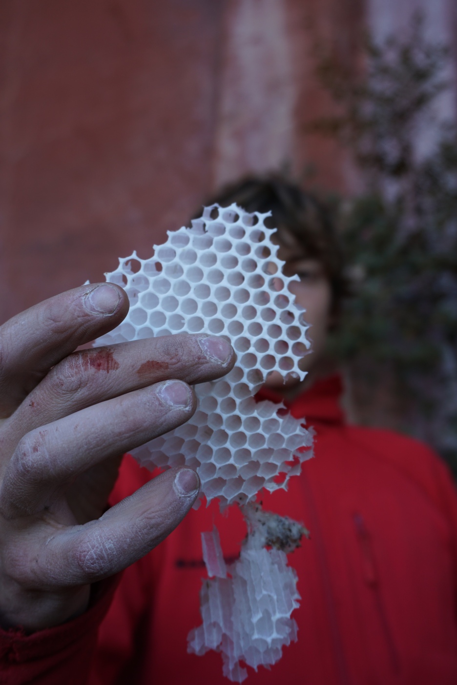 Honeycomb © Gwen Lancashire